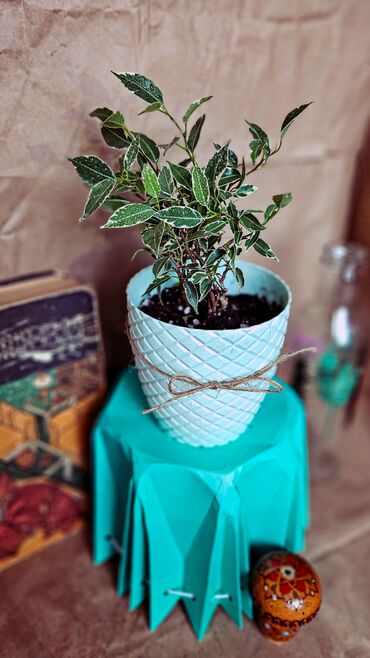 Otaq bitkiləri: 🌿 Cazibədar kiçik Ficus Benjamina! Bu kiçik gözəllik hər hansı bir