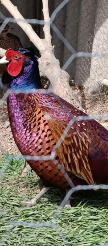 jako tutuquşunun digər adı: Bu qırqovul parlaq rəngləri və fərqləndirici görünüşü ilə seçilir. Baş