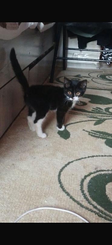 котята каракала в дар: Кошка даром: Беспородная, Девочка, Приучена к лотку — 1