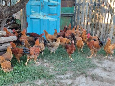 хомяк домашний купить: Продаю | Куры | Домашняя | Для разведения