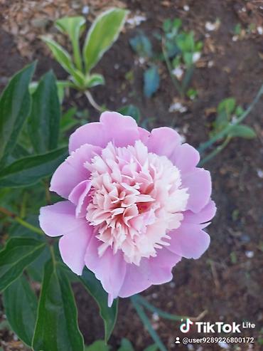 Другие садовые цветы и кустарники: Ново Покровка — 26