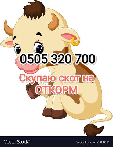 семис бука: Куплю | Лошади, кони, Коровы, быки | На откорм, Откормленные