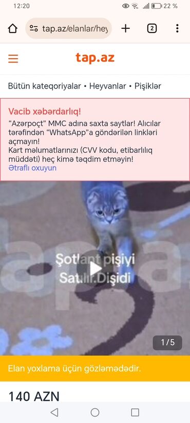 pişik ucun sumka: Шотландская, Самка