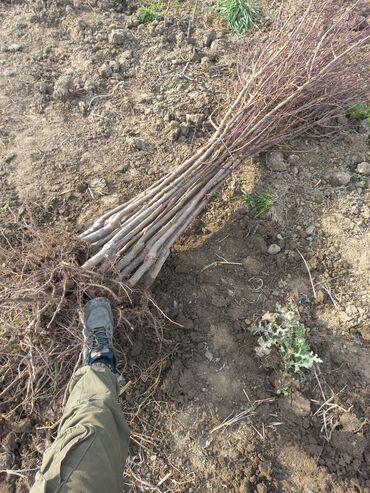 Şitillər: Alça qələmi "saglam tinglər saglam bagçiliqin təminatidir"🌱 yeni əkin — 5