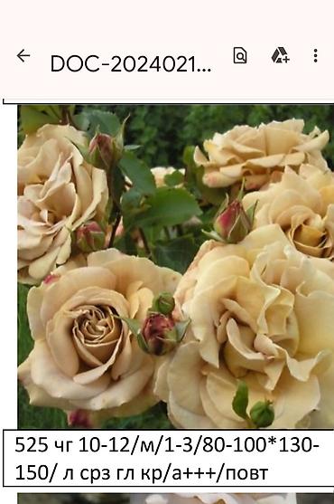 Садовые цветы и кустарники: Корни роз - Крупноцветковая чайно-гибридная роза с — 18