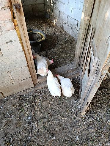 Птицы: Несушка тооктор уйдо оскон — 1