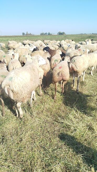 Qoyunlar, qoçlar: Qoyun sürüsü – ət və süd istiqamətli yerli cinslər - Şəkillərdə geniş -da lalafo.az — 15 Qoyunlar, qoçlar: Qoyun sürüsü – ət və süd istiqamətli yerli cinslər - Şəkillərdə geniş — 15