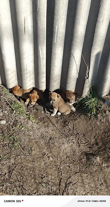 Отдам даром собаку: Отдам щенков Особенности: - шерсть плотная, короткая, легко — 5