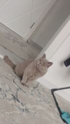 дом для котов: НЕ ПРОДАЖА !!! предлагаем нашего красавца для вашей кошечки )) кот на