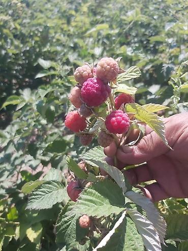 Малина: Продается участок 1 гектар!!! Из которого 60 сотых посажена малина 40 at lalafo.kg — 1 Малина: Продается участок 1 гектар!!! Из которого 60 сотых посажена малина 40 — 1