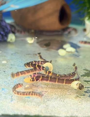 Аквариумы: Рыбки | Аквариумы | Оборудование Жемчужина магазин аквариумистики🐠 — 34