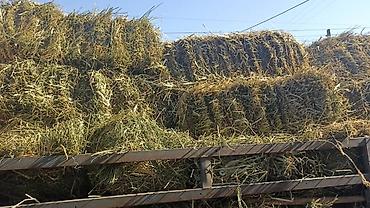 тракторный кун: Кукурузоуборочный комбайн Tianren (Tianren Group) Описание: - — 9