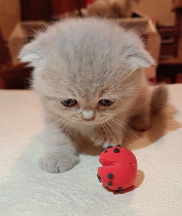 scottish fold qiyməti: Şotland yastı qulaq, Dişi, Yaxşı əllərə, Ödənişli çatdırılma
