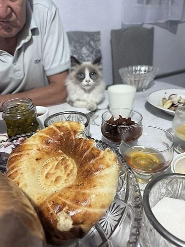 выгул животных: Мышык сатам
Рэгдолл
8 ай
Бала
Г Талас — 1