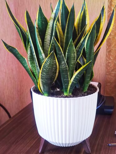 Gübrələr: Sansevieria (Qaynanadili) – dekorativ otaq bitkisi - Növ: Sansevieria