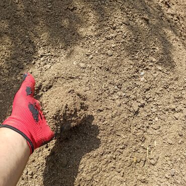 Peyin: Toz halinda mal peyini - kisesi 2,80 q. ( boyuk kepek kisesinde) — 11