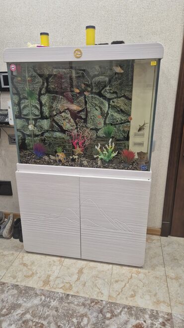 Akvariumlar: Akvarium-şkaf, 413 l, Ünvandan götürmə -da lalafo.az — 2 Akvariumlar: Akvarium-şkaf, 413 l, Ünvandan götürmə — 2