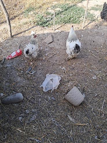 sudluk inekler satışı: Toyuq, Brama, Damazlıq — 1
