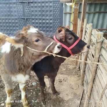 Коровы, быки: Продаю | Музоо, торпок | На откорм | Привязанные — 9