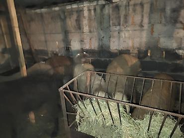 Баран, овца: Продаю | Баран (самец) | Гиссарская, Полукровка, Эдильбаевская | Для разведения — 2