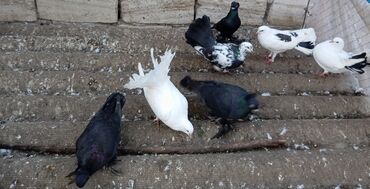 Göyərçinlər: Məhsul: Bəzək üçün fiqurlu göyərçinlər - Növ: Quyruğu geniş, yelpik — 14