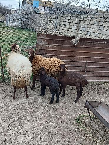 K/t heyvanları və malları: Salam 2 dene Ana baladi. Qirmizi qoyun 1 ci qarnidi disi balaynan .Ag — 6