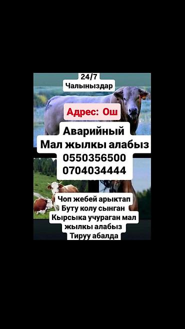 Куплю с/х животных: Колбасный цех : Коровы, быки, Лошади, кони, Бараны, овцы, | Круглосуточно, Любое состояние, Забитый — 1