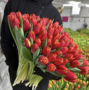 Цветы и букеты: Тюльпаны тепличного выращивания — срезка оптом. - Цвета — 14