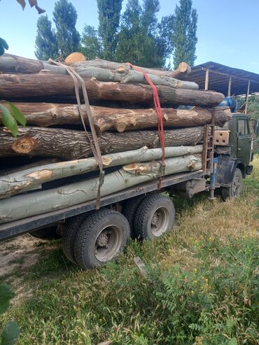 семена кукуруза маями: КУПЛЮ ЛЕС на корню,деревья тополь, карагач,вербу дуб орех (сложный