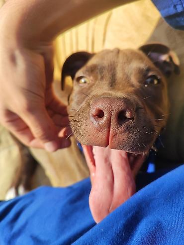 pitbul erkek: Pitbul, 8 ay, Erkək, Ünvandan götürmə — 5
