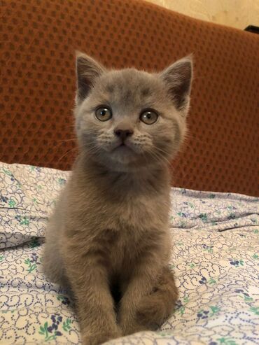 Коты: Продается шотландский котик Окрас дымчатый, светло серый Родились 2
