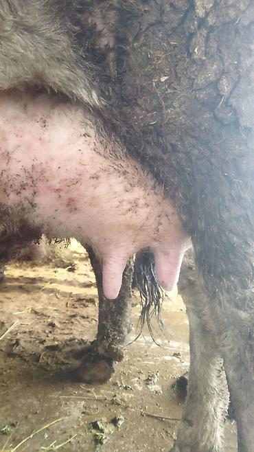 Коровы, быки: Продаю | Корова (самка) | Полукровка | После отела — 8