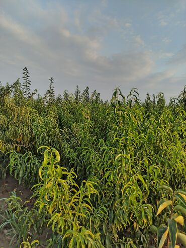 Tinglər: Hər növ ağac tinglerinin satışı — 13