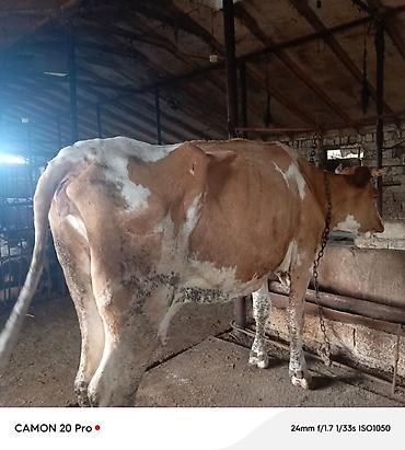 sudlu inək: Inek satilir 2600 m sudu 8-10 litrdi isteyen vatsapima yazsin — 1