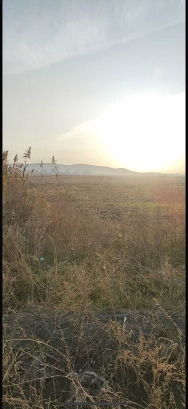 дом рухи мурас: 300 соток Для сельского хозяйства