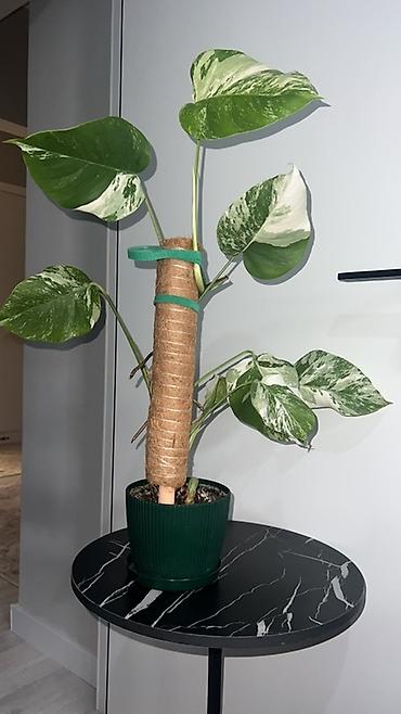 Монстеры: Монстера вариегатная (Monstera deliciosa variegata) — комнатное — 10