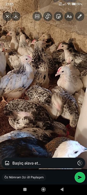 Toyuqlar: ‼️ Serebrist Colpaları 2 aylığ tam sağlam iri və yumurtalığ — 2