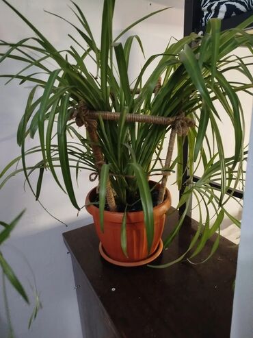 Посуточная аренда комнат: 80 м², С мебелью — 10