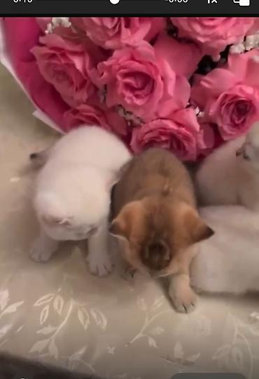 Pişiklər: Britan — 10