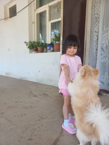 bakida cins ineklerin satisi: Şpitz, 5 ay, Dişi, Peyvəndli, Ünvandan götürmə