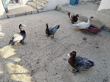 Kənd təsərrüfatı quşları: Erkək, | Lal ördək, Ətlik, Ünvandan götürmə — 1