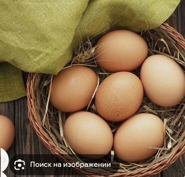 Птицы: Инкубатцонные яйцо парода Кучинские несущки