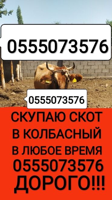 �������������� ������������ �� �������������� в Кыргызстан | Куплю с/х животных: Куплю | Коровы, быки, Лошади, кони, Другие с/х животные | Круглосуточно, Любое состояние, Забитый