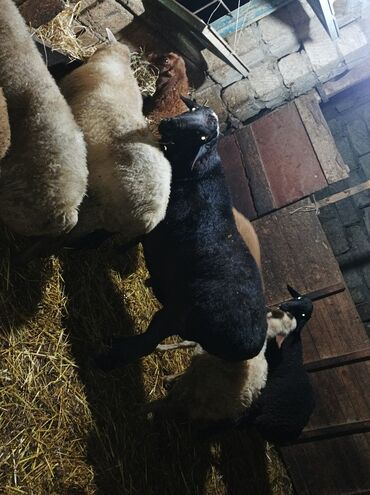 Qoyunlar, qoçlar: GİSAR QOCU. İKİ YAŞ YARİMLİQ. Diri çəkisi 93 kq.TAM SAQLAM. QOYUN — 10