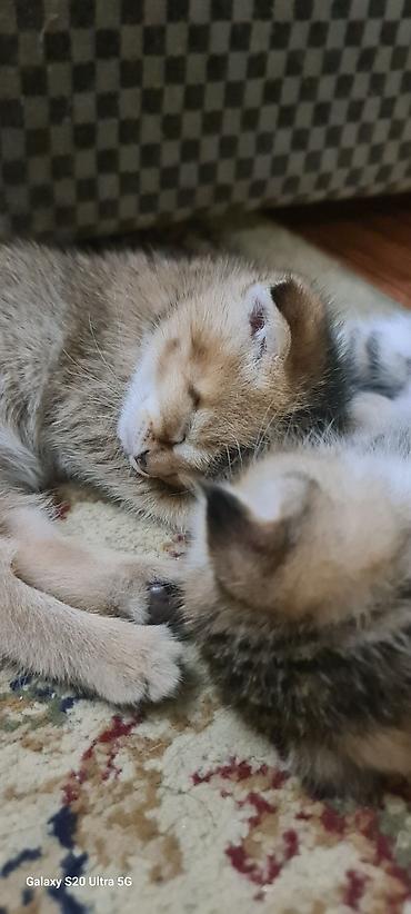 вислоухий баран кролик купить: Котята шотландские вислоухие (Scottish Fold) - Окрас: золотисто‑табби — 5