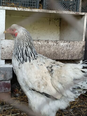 цена курицы живой: Продаю | Куры | Брама