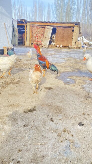 Куры, петухи: Продаю | Петух | Для разведения — 3