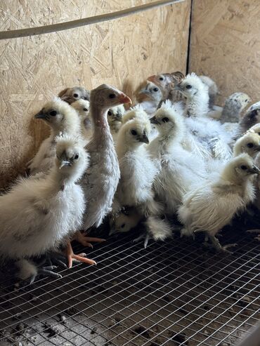 продажа домашних кур: Продам декоративных цыплят