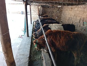 Коровы, быки: Продаю | Бык (самец) | Швицкая, Симментальская | На откорм — 8