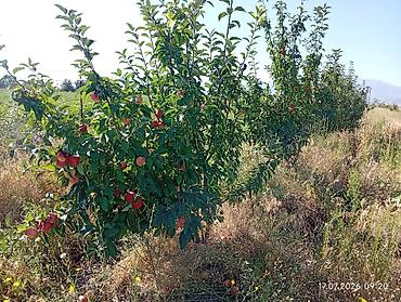 черный принц фикус: 🌳. Продаю #Сад #үлүш жер) #бак дача) общая площадь 3гектар — 9